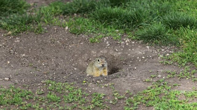 Ground squirrel on grass 4k video. Small rodent foraging and moving in natural habitat. Wildlife nature, animal behavior outdoor scene captured in high resolution. Ground squirrel in natural habitat