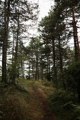 Forest trail surrounded by tall pine trees in Divcibare, Serbia. Peaceful hiking path through dense greenery