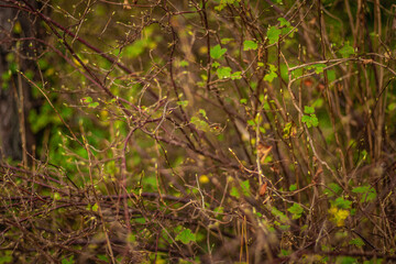 Close-up of a dense thicket of dry, intertwined branches with scattered green leaves and buds, showing seasonal forest regrowth.