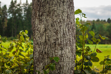 Close-up of a large tree trunk with rough bark, surrounded by green plants and set against a meadow with a forest background.