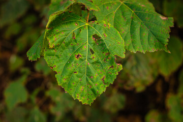 Detailed image of a large green leaf showing signs of decay and disease, with brown spots and holes in a forest setting.