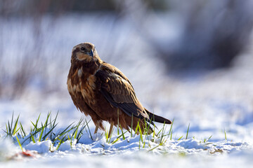 Samica błotniaka stawowego (Circus aeruginosus) na śniegu podczas wiosennej migracji © Grzegorz