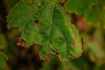 Close-up of a green leaf showing signs of disease or decay, with brown edges, black spots, and...