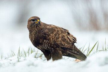 Myszołów zwyczajny (Buteo buteo) na śniegu podczas wiosennej migracji © Grzegorz