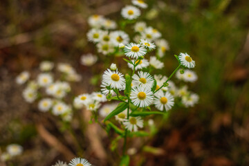 Macro photo of small white wild daisies with yellow centers growing in a natural setting, softly focused with earthy background.