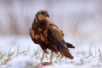 Samica błotniaka stawowego (Circus aeruginosus) na śniegu podczas wiosennej migracji © Grzegorz