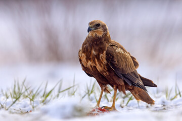 Samica błotniaka stawowego (Circus aeruginosus) na śniegu podczas wiosennej migracji © Grzegorz