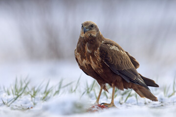Samica błotniaka stawowego (Circus aeruginosus) na śniegu podczas wiosennej migracji © Grzegorz