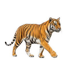 Obraz premium Majestic tiger walking isolated on transparent background