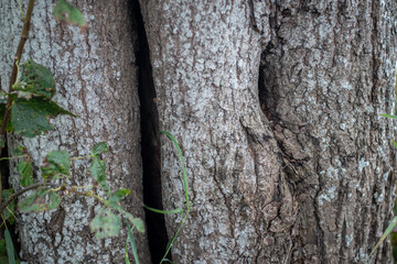 Detailed view of rough, weathered tree bark showing a hollow and deep crevice, with green leaves and grass in the foreground.