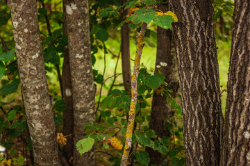 Close-up view of multiple tree trunks with textured bark, green leaves, and yellow moss, captured in a forest during daylight.