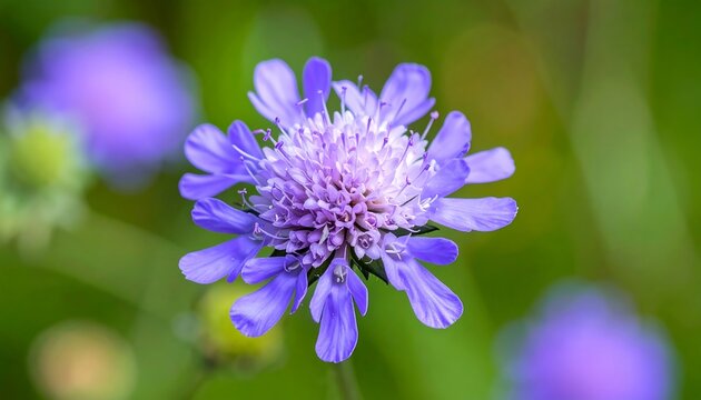 Close-up of a vibrant purple flower with soft-focus green background