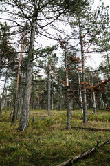 Pine forest landscape in Divcibare, Serbia with tall trees on a hillside