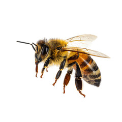 Untitled design - Cute Honey Bee Flying on white background. (02) By Babul 