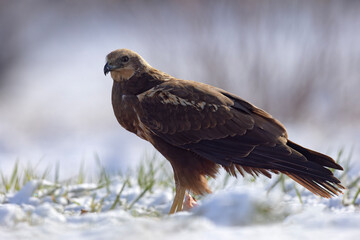 Samica błotniaka stawowego (Circus aeruginosus) na śniegu podczas wiosennej migracji © Grzegorz