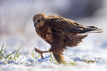 Samica błotniaka stawowego (Circus aeruginosus) na śniegu podczas wiosennej migracji © Grzegorz