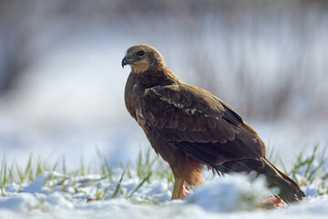 Samica błotniaka stawowego (Circus aeruginosus) na śniegu podczas wiosennej migracji © Grzegorz
