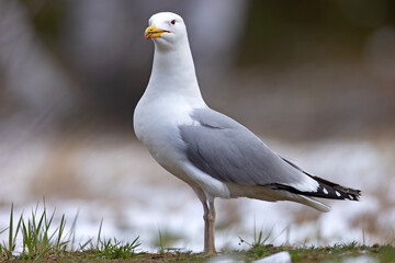 Mewa białogłowa (Larus cachinnans) na wczesnowiosennej pokrytej śniegiem łące © Grzegorz