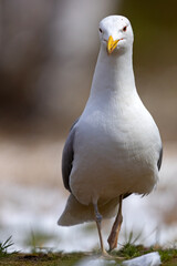 Mewa białogłowa (Larus cachinnans) na wczesnowiosennej pokrytej śniegiem łące © Grzegorz