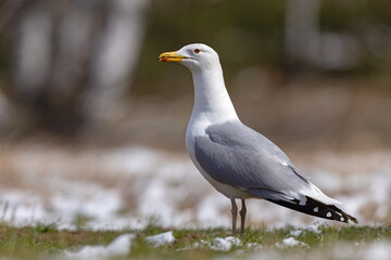 Mewa białogłowa (Larus cachinnans) na wczesnowiosennej pokrytej śniegiem łące © Grzegorz