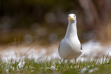 Mewa białogłowa (Larus cachinnans) na wczesnowiosennej pokrytej śniegiem łące © Grzegorz