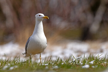 Mewa białogłowa (Larus cachinnans) na wczesnowiosennej pokrytej śniegiem łące © Grzegorz