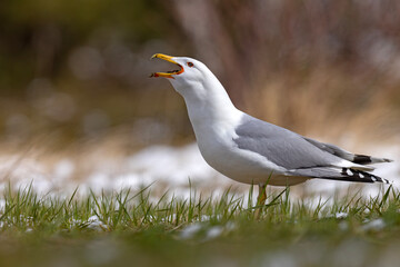 Mewa białogłowa (Larus cachinnans) na wczesnowiosennej pokrytej śniegiem łące © Grzegorz