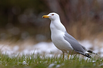 Mewa białogłowa (Larus cachinnans) na wczesnowiosennej pokrytej śniegiem łące © Grzegorz