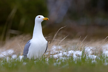 Mewa białogłowa (Larus cachinnans) na wczesnowiosennej pokrytej śniegiem łące © Grzegorz