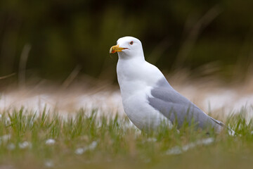 Mewa białogłowa (Larus cachinnans) na wczesnowiosennej pokrytej śniegiem łące © Grzegorz