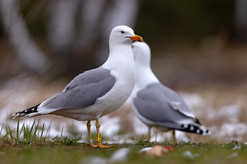 Mewa białogłowa (Larus cachinnans) na wczesnowiosennej pokrytej śniegiem łące © Grzegorz