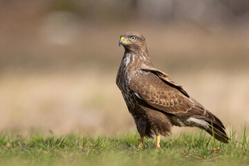 Żerujący myszołów (Buteo buteo) na wiosennej łące © Grzegorz