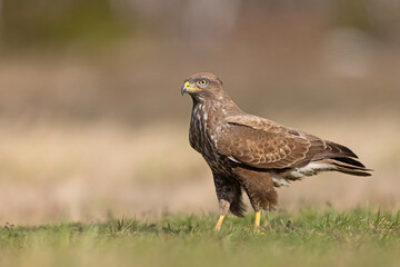 Żerujący myszołów (Buteo buteo) na wiosennej łące © Grzegorz