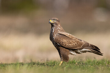 Żerujący myszołów (Buteo buteo) na wiosennej łące © Grzegorz