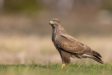 Żerujący myszołów (Buteo buteo) na wiosennej łące