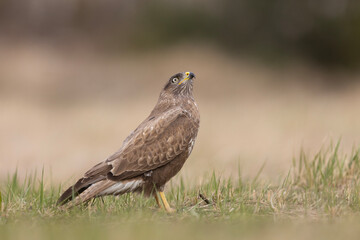 Żerujący myszołów (Buteo buteo) na wiosennej łące