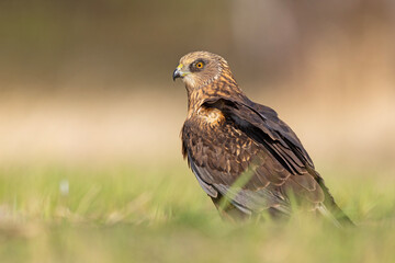 Samiec błotniaka stawowego (Cirgus aeruginosus) na wiosennej łące © Grzegorz