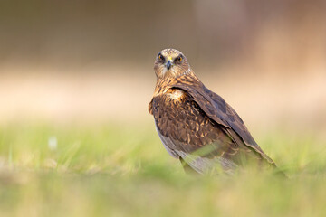 Samiec błotniaka stawowego (Cirgus aeruginosus) na wiosennej łące © Grzegorz