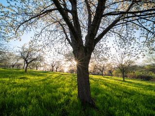 Blühende Obstbäume in Rhodt unter Rietburg mit Weinbergen und Villa Ludwigshöhe im Sonnenaufgang