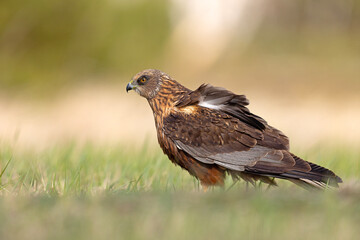 Samiec błotniaka stawowego (Cirgus aeruginosus) na wiosennej łące © Grzegorz