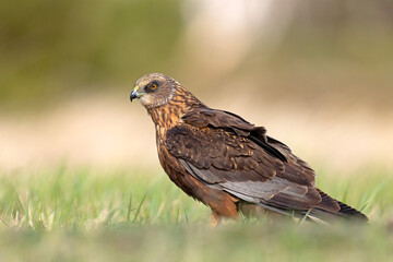 Samiec błotniaka stawowego (Cirgus aeruginosus) na wiosennej łące © Grzegorz