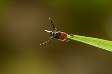 spider on leaf