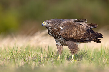 Żerujący myszołów (Buteo buteo) na wiosennej łące © Grzegorz