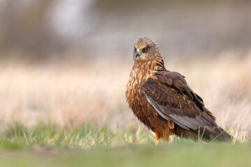 Samiec błotniaka stawowego (Cirgus aeruginosus) na wiosennej łące © Grzegorz