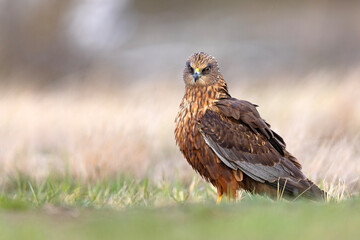 Samiec błotniaka stawowego (Cirgus aeruginosus) na wiosennej łące © Grzegorz