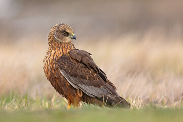 Samiec błotniaka stawowego (Cirgus aeruginosus) na wiosennej łące © Grzegorz