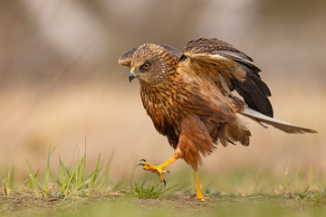 Samiec błotniaka stawowego (Cirgus aeruginosus) na wiosennej łące © Grzegorz