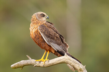 Samiec błotniaka stawowego (Cirgus aeruginosus) na wiosennej łące © Grzegorz