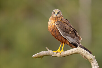 Samiec błotniaka stawowego (Cirgus aeruginosus) na wiosennej łące © Grzegorz