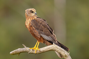Samiec błotniaka stawowego (Cirgus aeruginosus) na wiosennej łące © Grzegorz